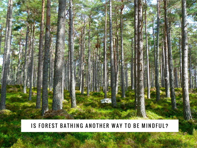 Is Forest Bathing Another Way to be Mindful